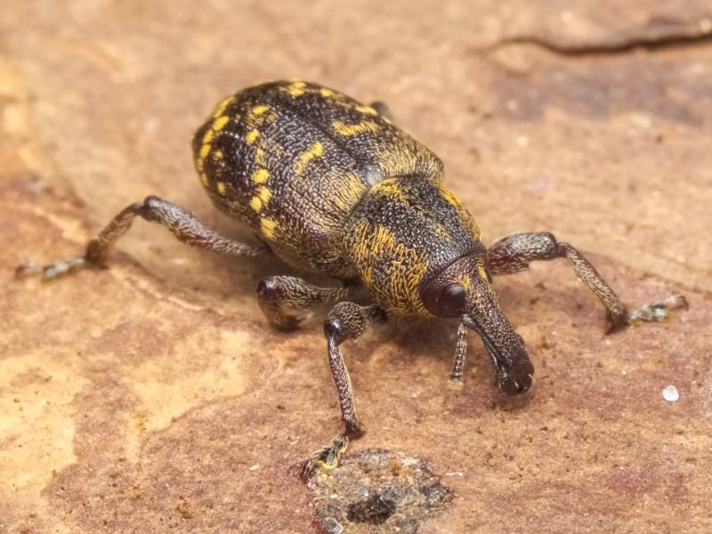 Hylobius abietis (Linnaeus, 1758)